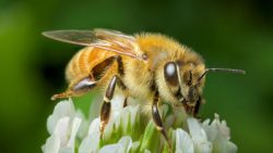 ビーポーレンの栄養 花粉症の人が摂取しても大丈夫？